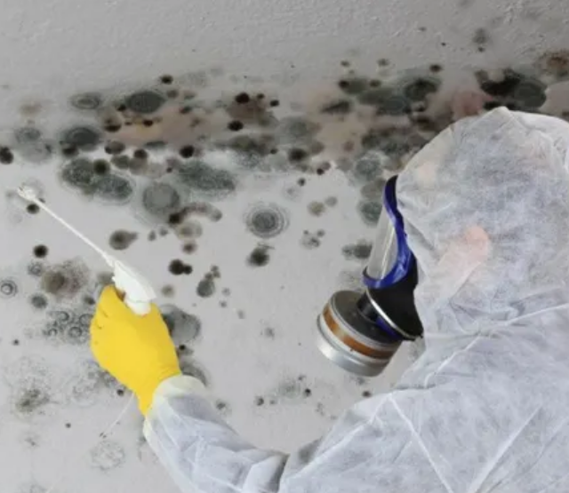 mold remediation norco