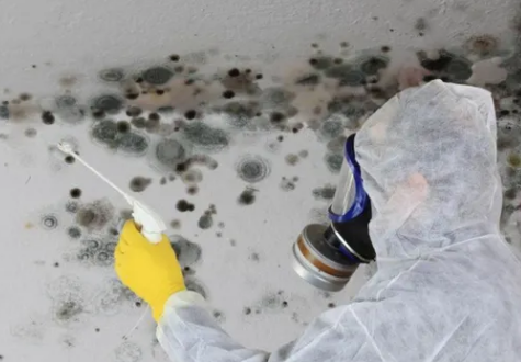 mold removal norco